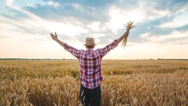 Man Farmer Holds Ears Wheat His Hand Field Selective Focus — Stock Photo, Image