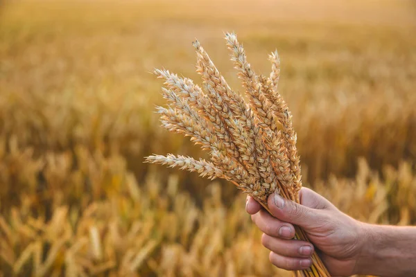Bir Çiftçi Tarlada Elinde Buğday Kulakları Tutar Seçici Odaklanma Doğa — Stok fotoğraf