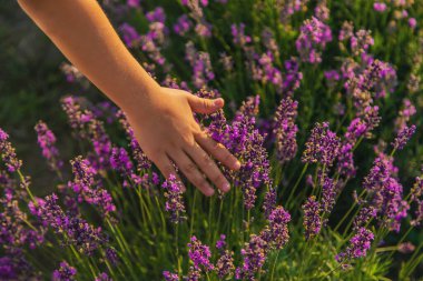 Lavanta tarlasında bir çocuk. Seçici odaklanma. Doğa.