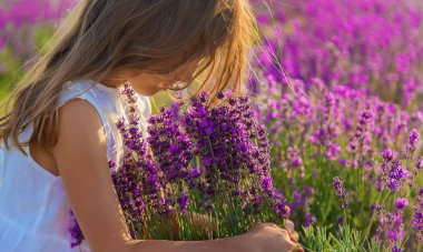 Lavanta tarlasında bir çocuk. Seçici odaklanma. Doğa.