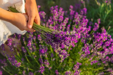 Lavanta tarlasında bir çocuk. Seçici odaklanma. Doğa.