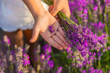 Lavanta tarlasında bir çocuk. Seçici odaklanma. Doğa.
