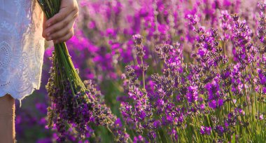 Lavanta tarlasında bir çocuk. Seçici odaklanma. Doğa.