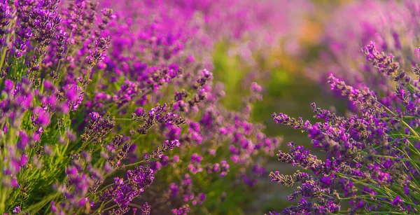 Blühender Lavendel Garten Selektiver Fokus Natur — Stockfoto