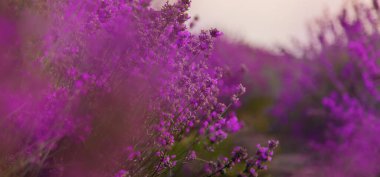 Bahçede çiçek açan lavanta. Seçici odaklanma. Doğa.