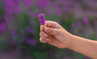 Lavanta tarlasında bir çocuk. Seçici odaklanma. Doğa.