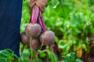 Bir çiftçinin elinde pancar tutması. Seçici odaklanma. Doğa.