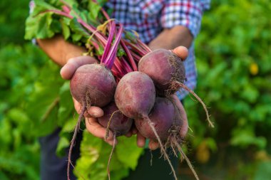 Bir çiftçinin elinde pancar tutması. Seçici odaklanma. Doğa.