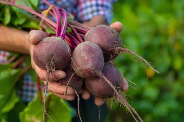 Bir çiftçinin elinde pancar tutması. Seçici odaklanma. Doğa.