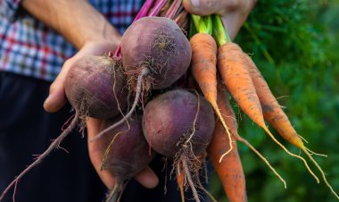 Çiftçi bir adam elinde havuç ve pancar tutuyor. Seçici odaklanma. Yiyecek..