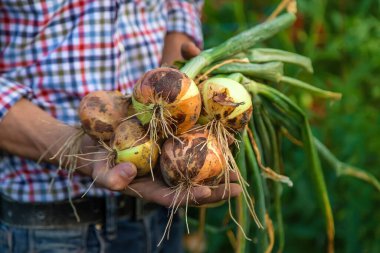 Çiftçi bir adam bahçede soğan tutuyor. Seçici odaklanma. Yiyecek..