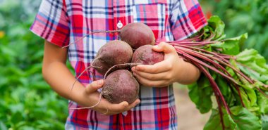 Çocuk pancarları bahçede elinde tutuyordu. Seçici odaklanma. Yiyecek..