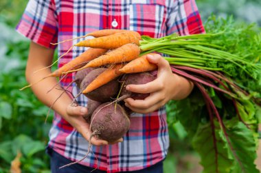 Çocuk bahçede elinde pancar ve havuç tutuyordu. Seçici odaklanma. Yiyecek..