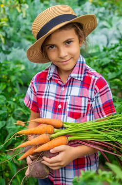Çocuk bahçede elinde pancar ve havuç tutuyordu. Seçici odaklanma. Yiyecek..