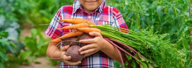 Çocuk bahçede elinde pancar ve havuç tutuyordu. Seçici odaklanma. Yiyecek..