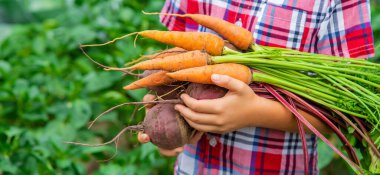 The child holds beets and carrots in his hands in the garden. Selective focus. Food. clipart