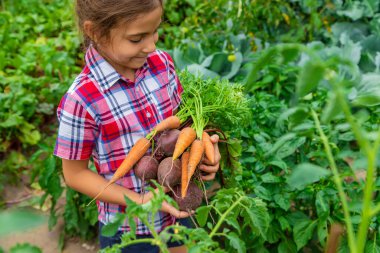 Çocuk bahçede elinde pancar ve havuç tutuyordu. Seçici odaklanma. Yiyecek..