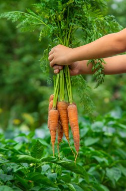 Çocuk bahçede havucu ellerinin içinde tutuyor. Seçici odaklanma. Doğa.