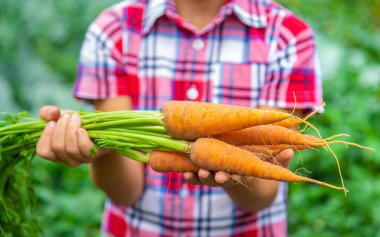 Çocuk bahçede havucu ellerinin içinde tutuyor. Seçici odaklanma. Doğa.