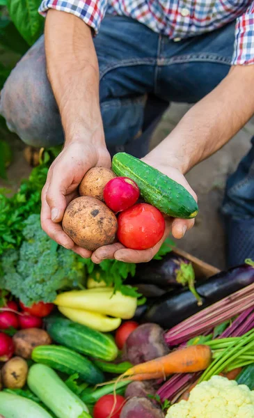 Muž Farmář Drží Zeleninu Rukou Zahradě Selektivní Soustředění Jídlo — Stock fotografie