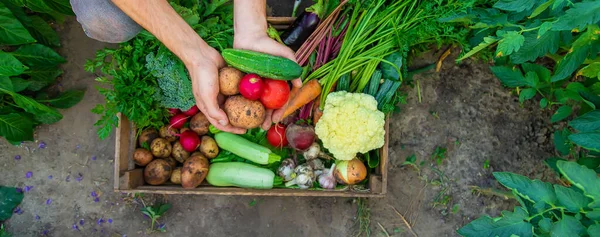 Rolnik Trzyma Warzywa Rękach Ogrodzie Wybiórcze Skupienie Żywność — Zdjęcie stockowe
