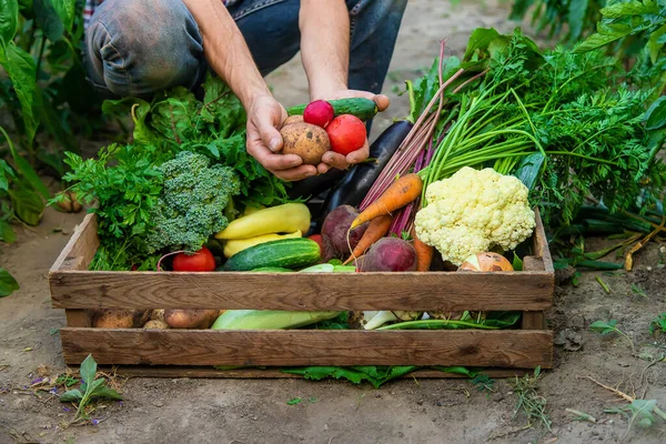 Fazendeiro Tem Vegetais Nas Mãos Jardim Foco Seletivo Alimentos — Fotografia de Stock