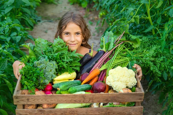 Çocuk Bahçede Sebzeleri Elinde Tutuyor Seçici Odaklanma Doğa — Stok fotoğraf