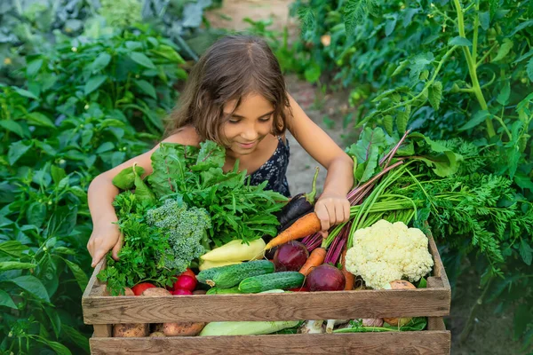 Anak Itu Memegang Sayuran Tangannya Kebun Fokus Selektif Alam — Stok Foto