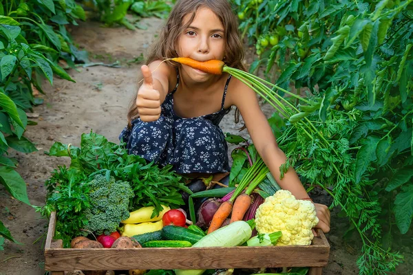 Çocuk Bahçede Sebzeleri Elinde Tutuyor Seçici Odaklanma Doğa — Stok fotoğraf