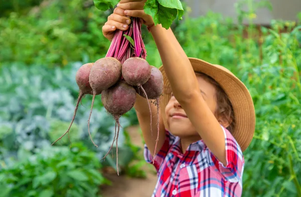 Anak Itu Memegang Bit Tangannya Taman Fokus Selektif Makanan — Stok Foto