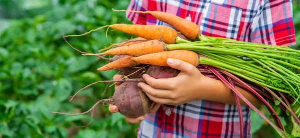 Criança Segura Beterrabas Cenouras Suas Mãos Jardim Foco Seletivo Alimentos — Fotografia de Stock