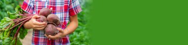 The child holds the beets in his hands in the garden. Selective focus. Food. clipart