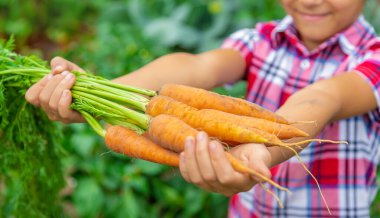 Çocuk bahçede havucu ellerinin içinde tutuyor. Seçici odaklanma. Doğa.