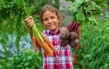 Çocuk bahçede elinde pancar ve havuç tutuyordu. Seçici odaklanma. Yiyecek..