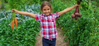 Çocuk bahçede elinde pancar ve havuç tutuyordu. Seçici odaklanma. Yiyecek..