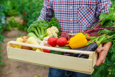 Çiftçi bir adam bahçede sebzeleri elinde tutuyor. Seçici odaklanma. Yiyecek..