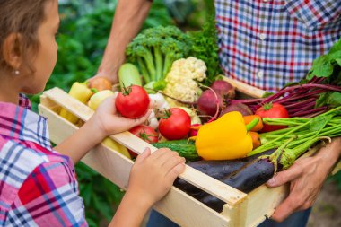 Bahçedeki çiftçinin çocuğu ve babasının ellerinde sebzeler. Seçici odaklanma. Doğa.