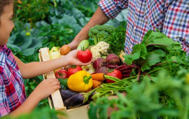 Bahçedeki çiftçinin çocuğu ve babasının ellerinde sebzeler. Seçici odaklanma. Doğa.