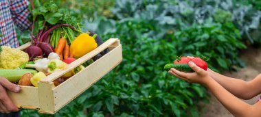 Bahçedeki çiftçinin çocuğu ve babasının ellerinde sebzeler. Seçici odaklanma. Doğa.