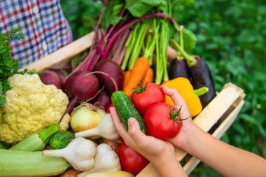 Bahçedeki çiftçinin çocuğu ve babasının ellerinde sebzeler. Seçici odaklanma. Doğa.