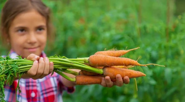 Barnet Håller Moroten Händerna Trädgården Selektivt Fokus Natur — Stockfoto