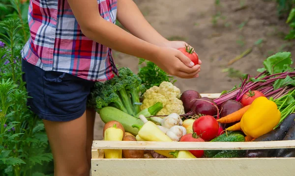 Barnet Håller Grönsaker Händerna Trädgården Selektivt Fokus Natur — Stockfoto