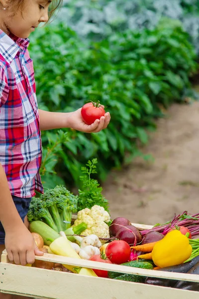 Barnet Håller Grönsaker Händerna Trädgården Selektivt Fokus Natur — Stockfoto