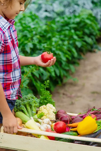 Anak Itu Memegang Sayuran Tangannya Kebun Fokus Selektif Alam — Stok Foto