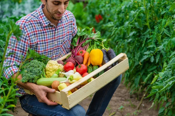 Fazendeiro Tem Vegetais Nas Mãos Jardim Foco Seletivo Alimentos — Fotografia de Stock
