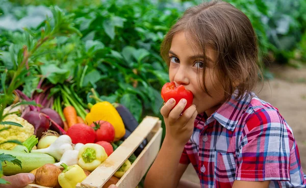 Het Kind Houdt Groenten Zijn Handen Tuin Selectieve Focus Natuur — Stockfoto