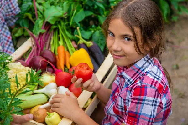 Ребенок Держит Овощи Руках Саду Выборочный Фокус Природа — стоковое фото
