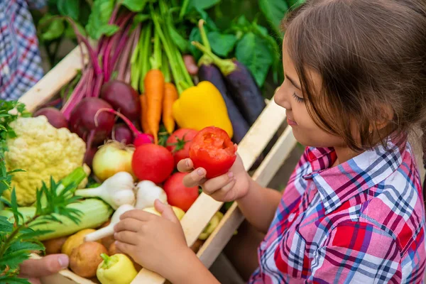 Anak Itu Memegang Sayuran Tangannya Kebun Fokus Selektif Alam — Stok Foto