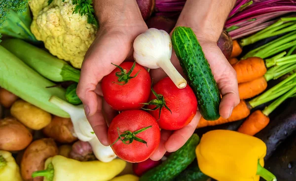 男の農夫は庭で野菜を手に持っている 選択的フォーカス 食べ物 — ストック写真