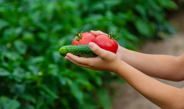 Barnet Håller Grönsaker Händerna Trädgården Selektivt Fokus Natur — Stockfoto